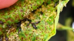 Борба против патувања на затворен растенија